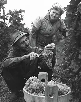 Flavor: Experimental Grape Cultivaing in Budapest