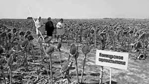 Crops: Experimental ground of All-Union research institute