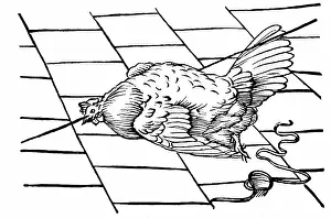 Chicken: Experimentum Mirabile. From Athanasius Kircher