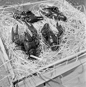 Packaged: Export article - crayfish - commodity - hard currency