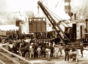 Helier: Exporting cows from Jersey, early 1900s