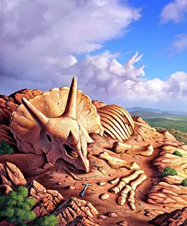 Digging: The exposed bones of a Triceratops on a western landscape
