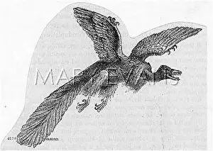 Resemble: EXT. BIRD/ARCHEOPTERYX