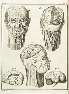 Avec: External and internal parts of the human head