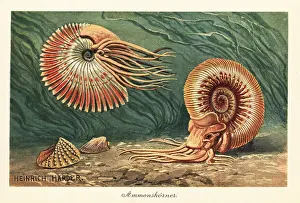 Tiere Der Urwelt: Extinct ammonites swimming in the ocean