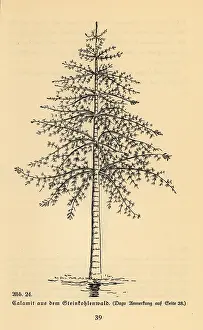 Cycad: Extinct arborescent horsetail, Calamite genus
