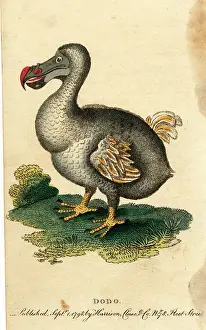 Dodo: Extinct Bird - The Dodo