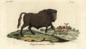 Jove: Extinct bull aurochs, Bos primigenius