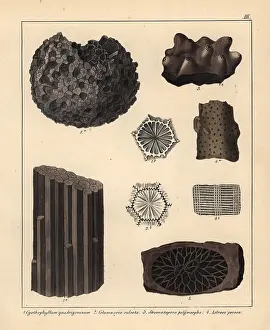 Schmidts: Extinct coral and sponge fossils