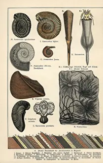 Gotthilf: Extinct crinoids, ammonites and squid