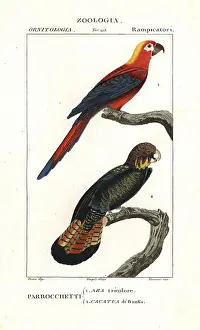 Red Tailed: Extinct Cuban red macaw, Ara tricolor, and