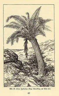 Cycad: Extinct cycad tree