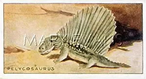 Dimetrodon: EXTINCT/DIMETRODON