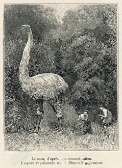 Dinornis: Extinct - Dinornis - Moa