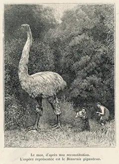 Dinornis: Extinct - Dinornis - Moa