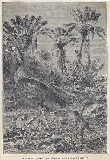 Aepyornis: Extinct dinornis or moa, aepyornis ingens