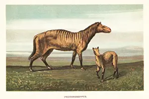 F. John: Extinct equid, Protorohippus venticolum