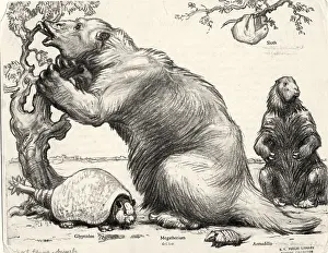 Sloth: Extinct Fauna