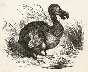 Ineptus: Extinct flightless bird, the Dodo, Raphus cucullatus