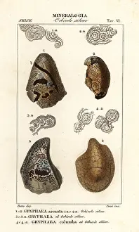 Giarrè: Extinct foam oysters or devil's toenails, Gyphaea species