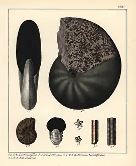 Schmidts: Extinct fossil ammonites
