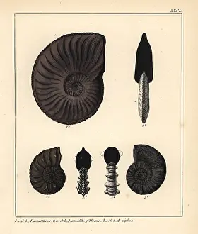 Schmidts: Extinct fossil Ammonites amaltheus, A gibbosus and A ziphus