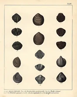 Schmidts: Extinct fossil brachipods