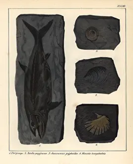 Schmidts: Extinct fossil fish Thryssops, and shells Patella