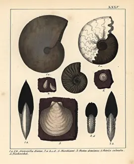 Schmidts: Extinct fossil gastropods and oysters