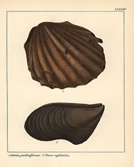 Schmidts: Extinct fossil oyster, Ostraa pectiniformis