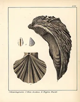 Schmidts: Extinct fossil of an oyster Ostraea longirostris