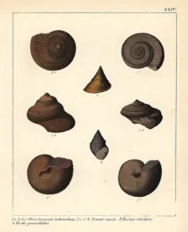 Schmidts: Extinct fossil sea snails