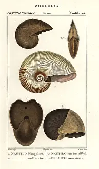 Macrourus: Extinct fossil shells