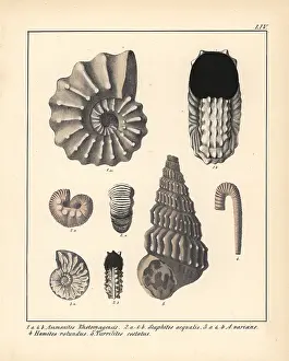 Schmidts: Extinct gastropods and mollusks: Ammonites