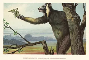 F. John: Extinct giant lemur of Madagascar, Megaladapis