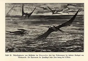 Bolsche: Extinct giant Pterosaurs, Pterandodon genus, Cretaceous