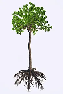 Carboniferous: An extinct Glossopteris plant on white background