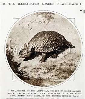 Armadillo: EXTINCT/GLYPTODON 1931