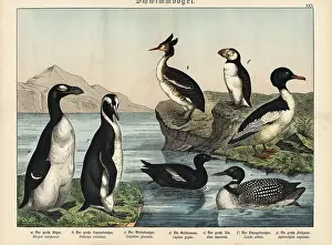 Gotthilf: Extinct greak auk, puffin and emperor penguin
