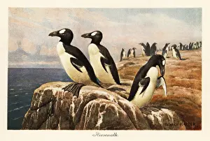 Tiere Der Urwelt: Extinct great auks standing on the edge of a cliff