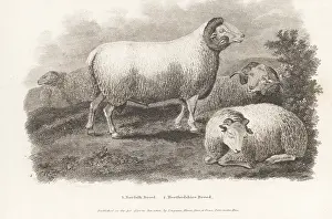 Extinct Hertfordshire sheep