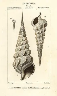 Carini: Extinct horn of plenty cerith shell, Cerithium cornucopia