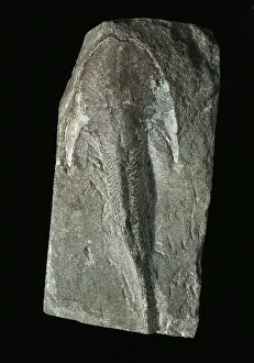 Jawless: Extinct jawless fossil fish