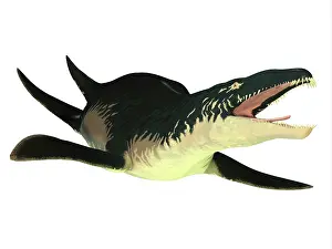 Plesiosaur: An extinct Liopleurodon reptile, white background