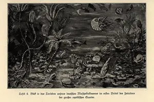 Lepidodendron: Extinct marine life in the first third of the Mesosoic