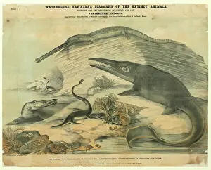 Plesiosaurus: Extinct marine reptiles