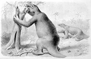Megatherium: EXTINCT/MEGATHERIUM