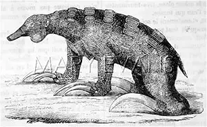 Megatherium: EXTINCT/MEGATHERIUM