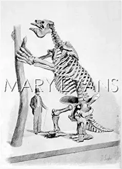 Megatherium: EXTINCT/MEGATHERIUM