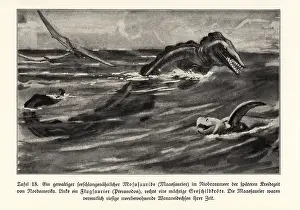 Mosasaur: Extinct Mosasaur, Pterosaur and sea turtle